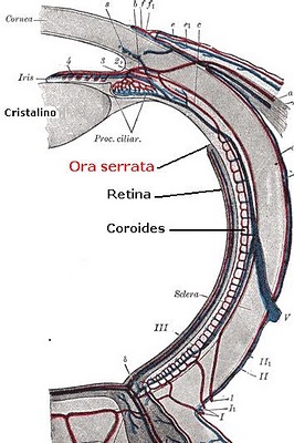 Ora serrata